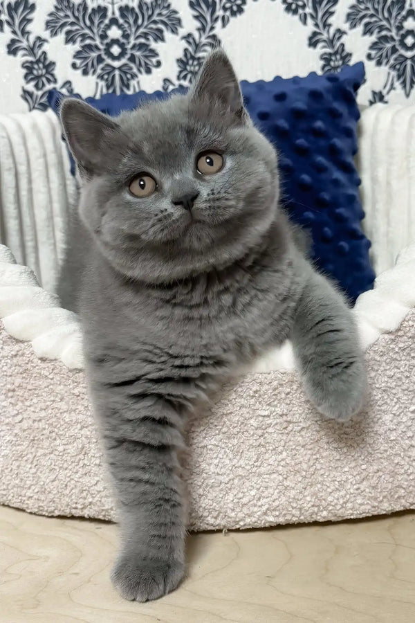 Urban | scottish straight kitten