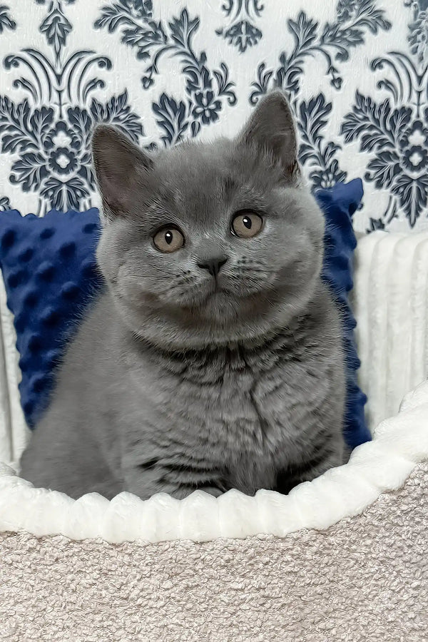 Urban | scottish straight kitten
