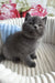 Urban | scottish straight kitten