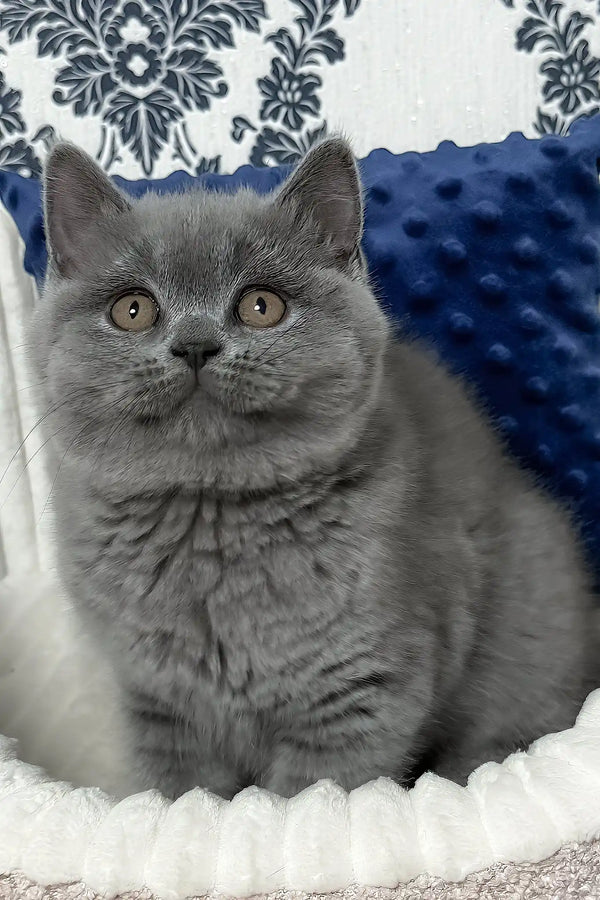 Urban | scottish straight kitten