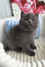 Urban | scottish straight kitten