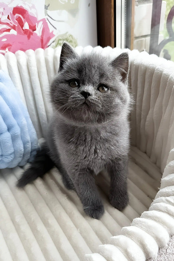 Urban | scottish straight kitten