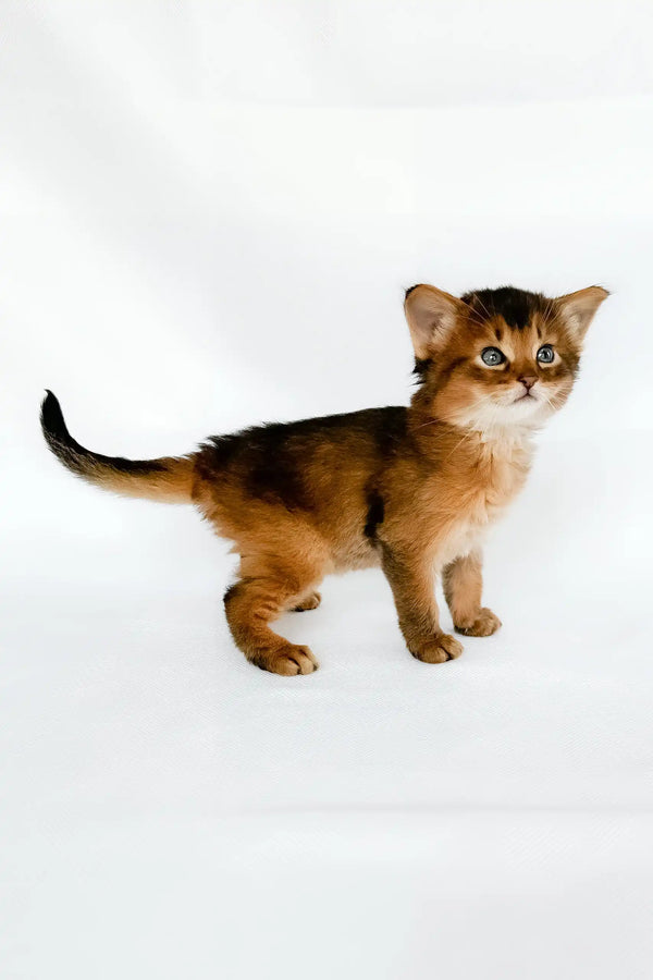 Urban | somali kitten