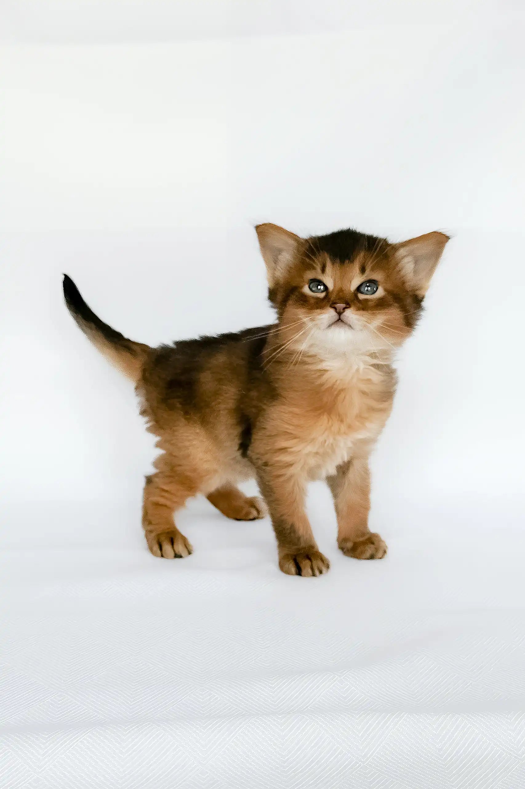 Solimal Kitty Urban Somali Kitten: Energetic and Elegant Feline