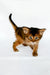 Urban | somali kitten