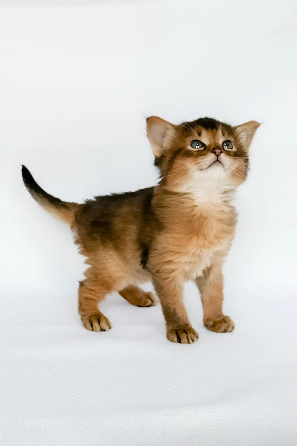 Urban | somali kitten