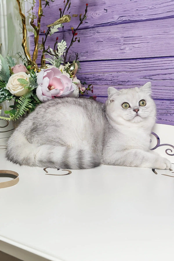 Fluffy Scottish Straight Kitten with bright eyes lounging on a cozy surface