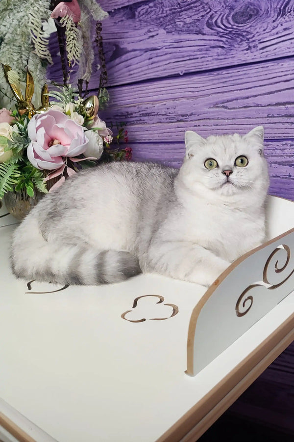 White Scottish Straight kitten with blue eyes lounging on a stylish surface