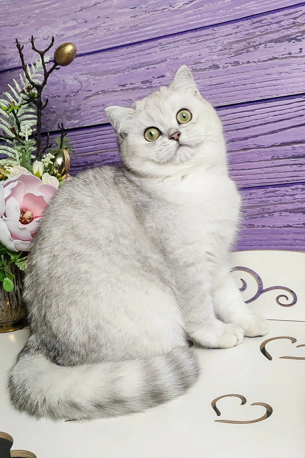 White fluffy Scottish Straight kitten with round eyes sitting upright, super cute!