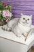White fluffy Scottish Straight kitten with bright green eyes lounging cutely