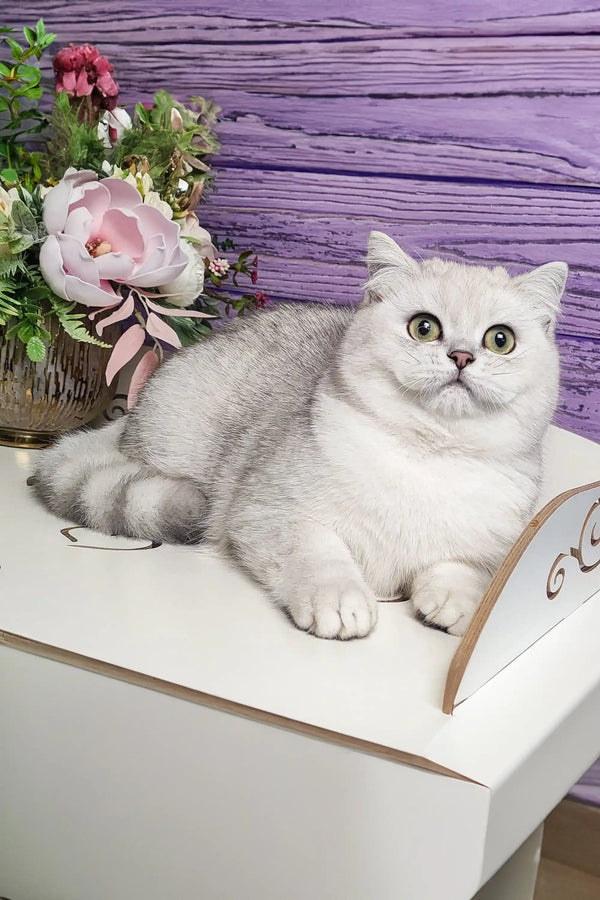 White fluffy Scottish Straight kitten with bright green eyes lounging cutely