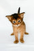 Urgent | somali kitten