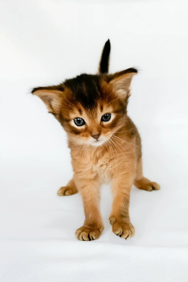 Urgent | somali kitten