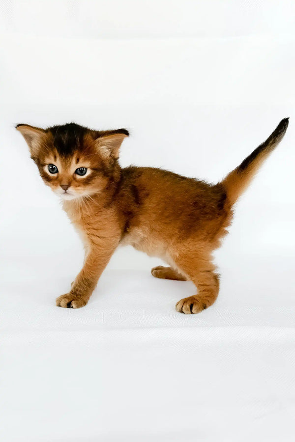 Urgent | somali kitten