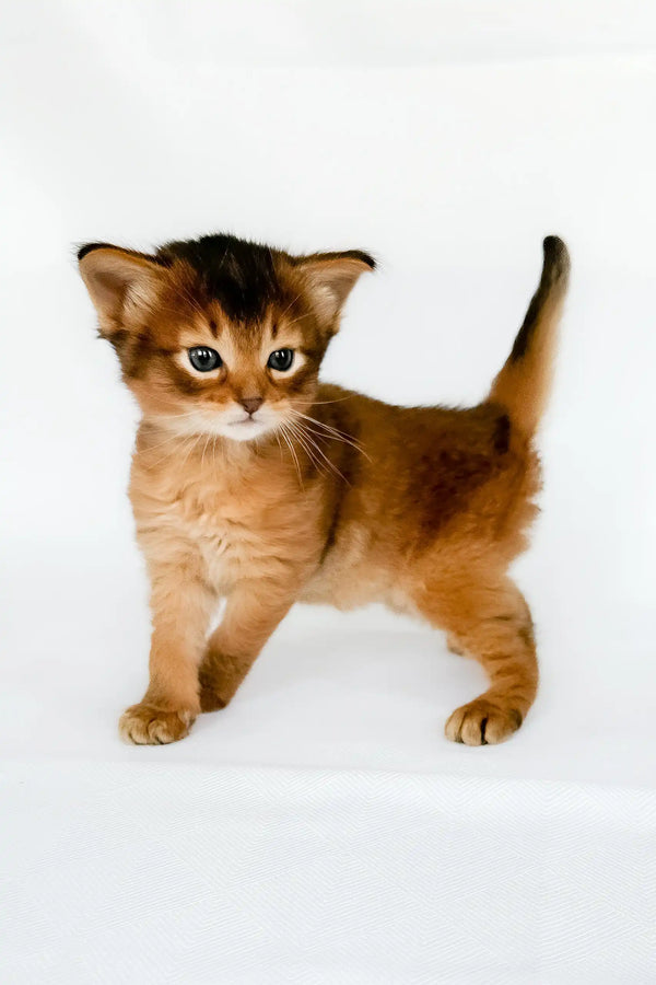 Urgent | somali kitten