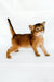 Urgent | somali kitten