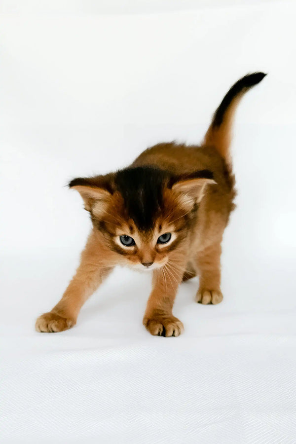 Urgent | somali kitten