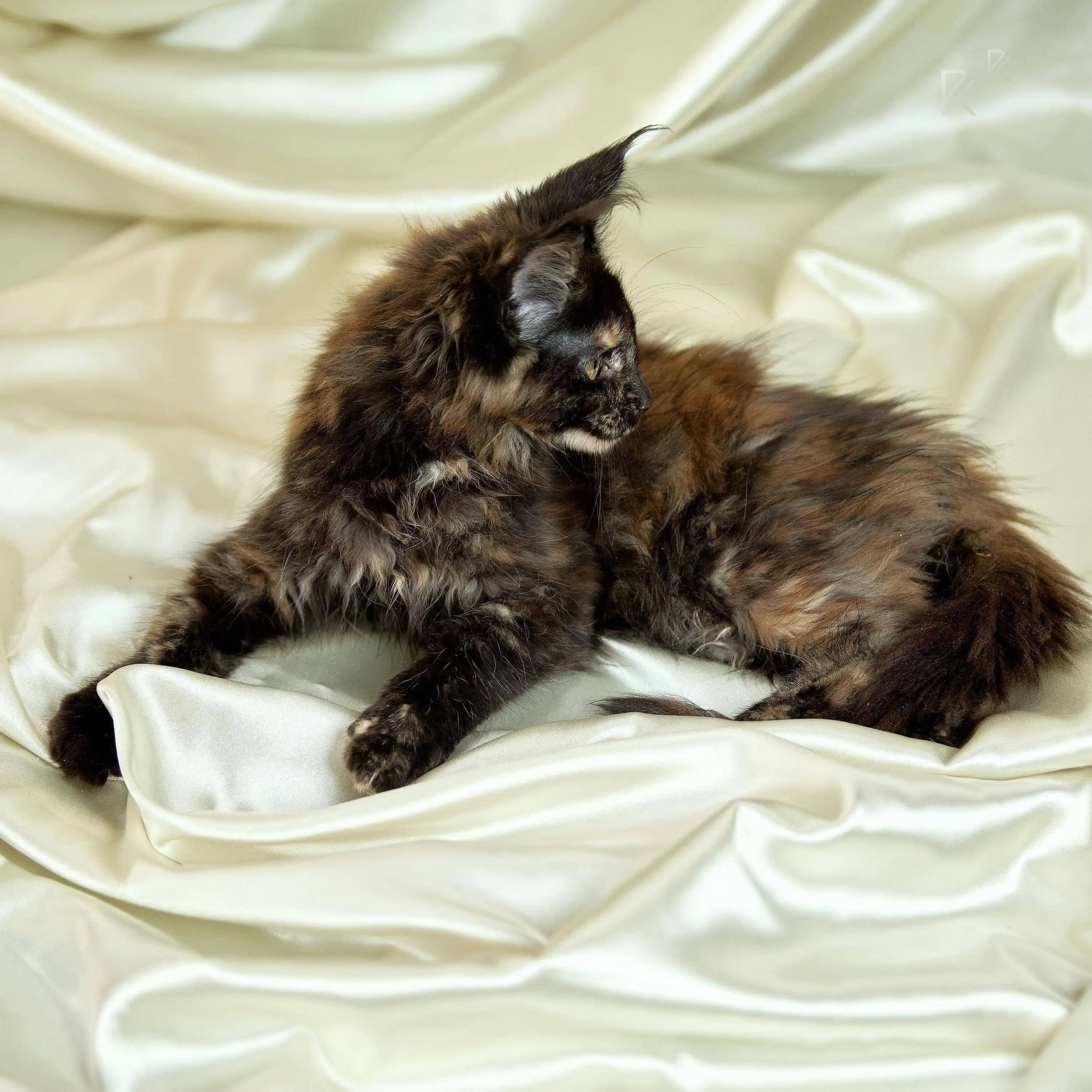 Maine Coon Kittens for Sale Uri | Kitten