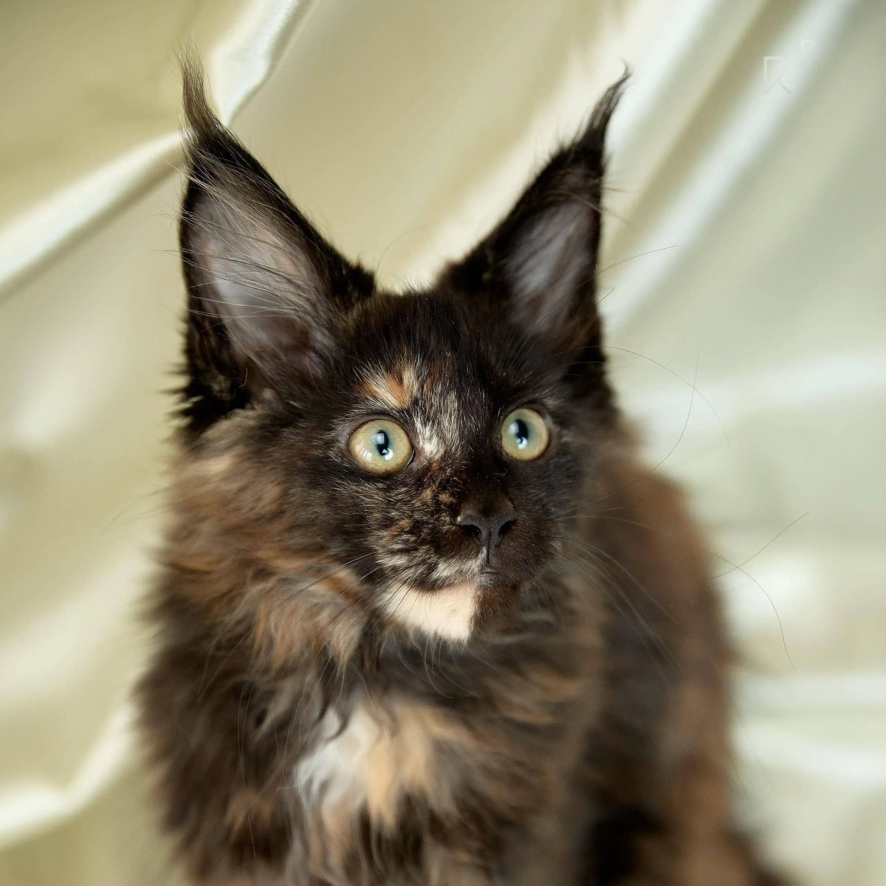 Maine Coon Kittens for Sale Uri | Kitten