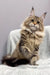 Fluffy brown tabby Maine Coon cat featured in Urime Maine Coon Kitten product