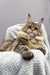 Majestic Maine Coon cat featured in Urime Maine Coon Kitten product