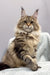 Majestic brown tabby Maine Coon cat showcasing Urime Maine Coon Kitten product