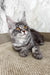 Urius | maine coon kitten