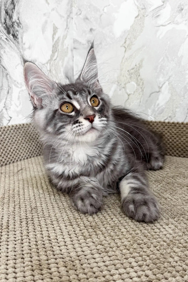 Urius | maine coon kitten