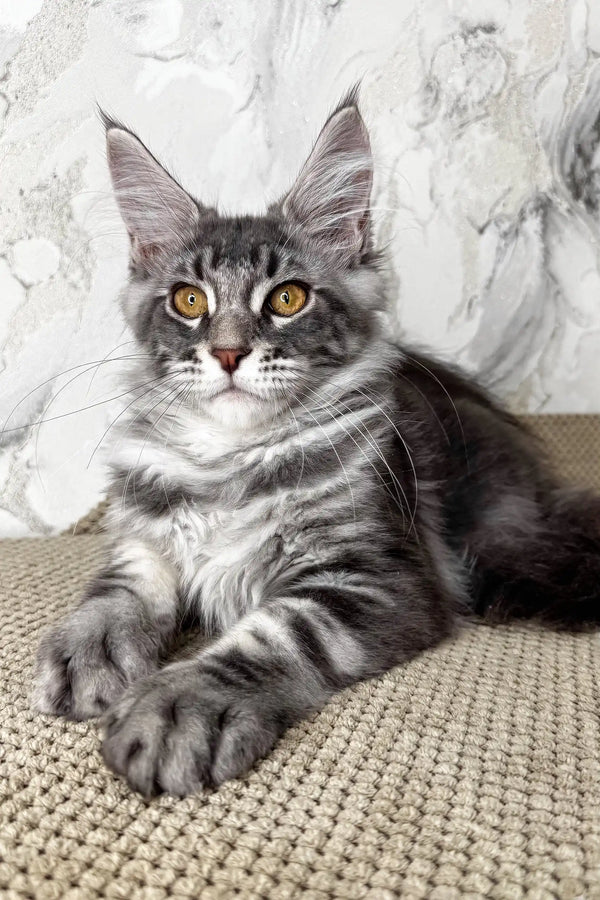 Urius | maine coon kitten