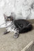 Urius | maine coon kitten
