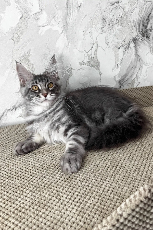 Urius | maine coon kitten