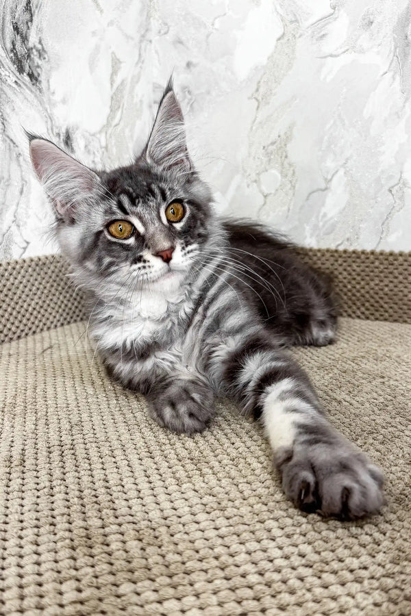 Urius | maine coon kitten