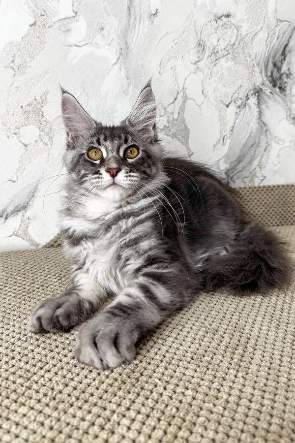 Urius | maine coon kitten