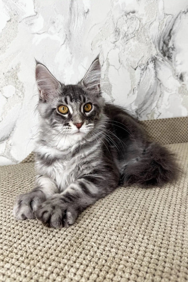 Urius | maine coon kitten