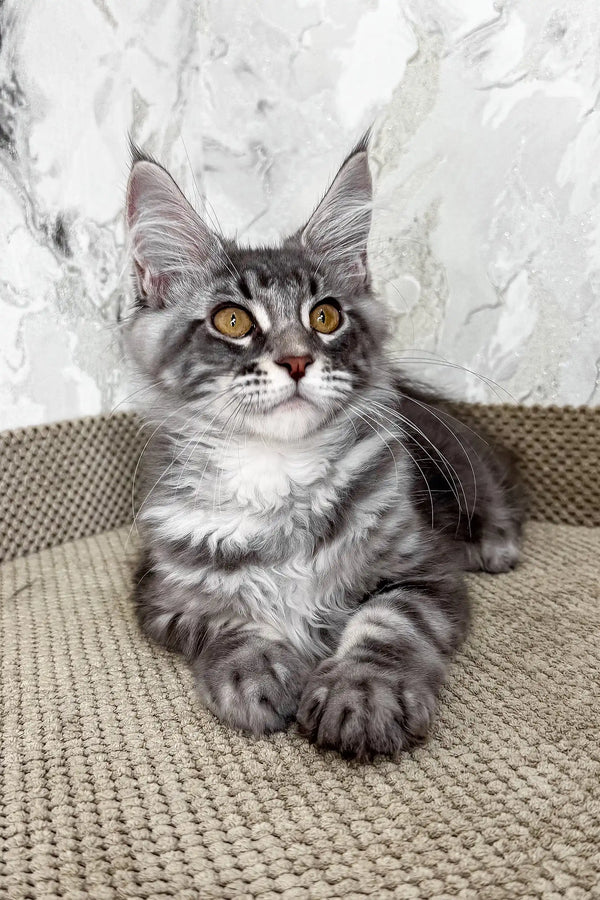 Urius | maine coon kitten