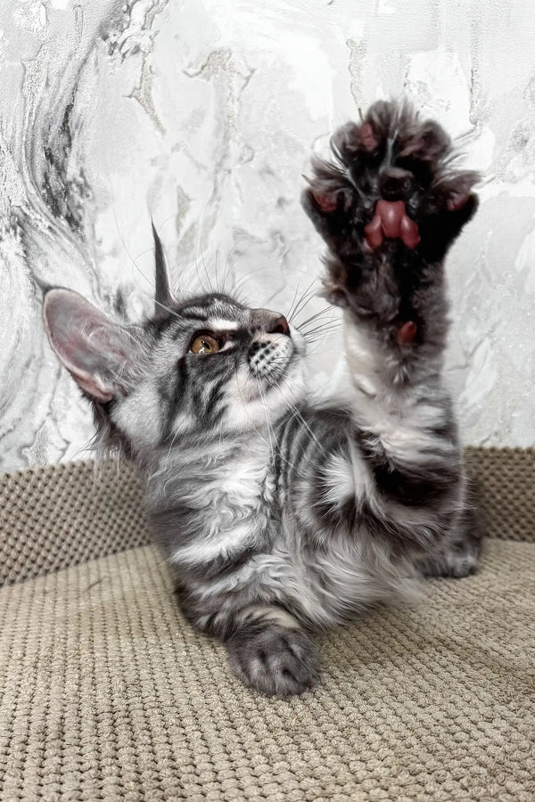 Urius | maine coon kitten