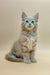 Fluffy gray and white Maine Coon kitten sitting upright with bright blue eyes