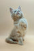 Fluffy Maine Coon kitten sitting upright with paw raised, looking adorable