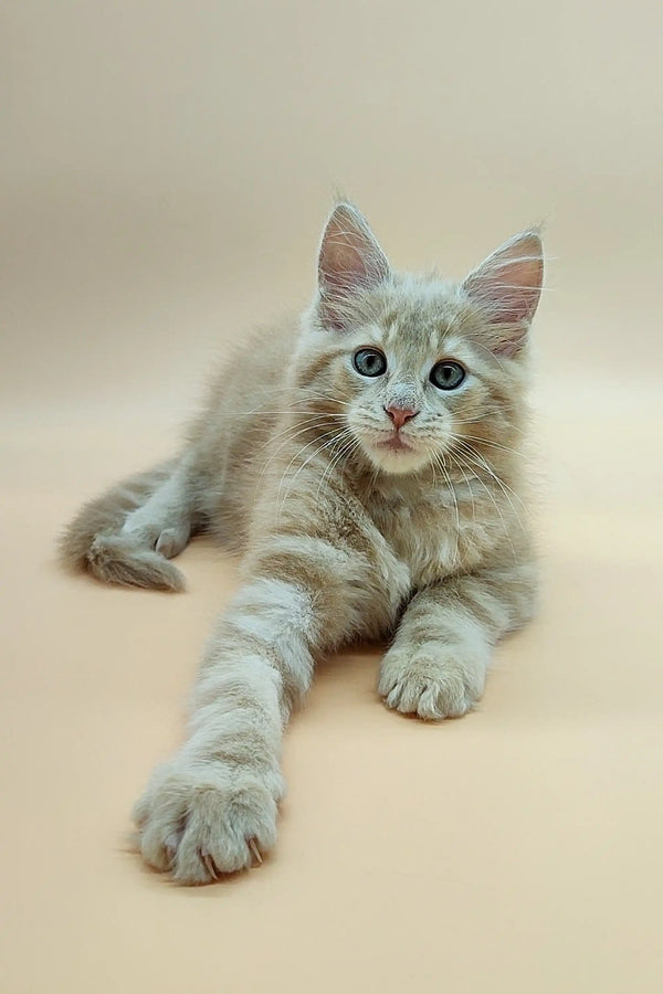 Fluffy gray Maine Coon kitten with blue eyes lounging on its stomach