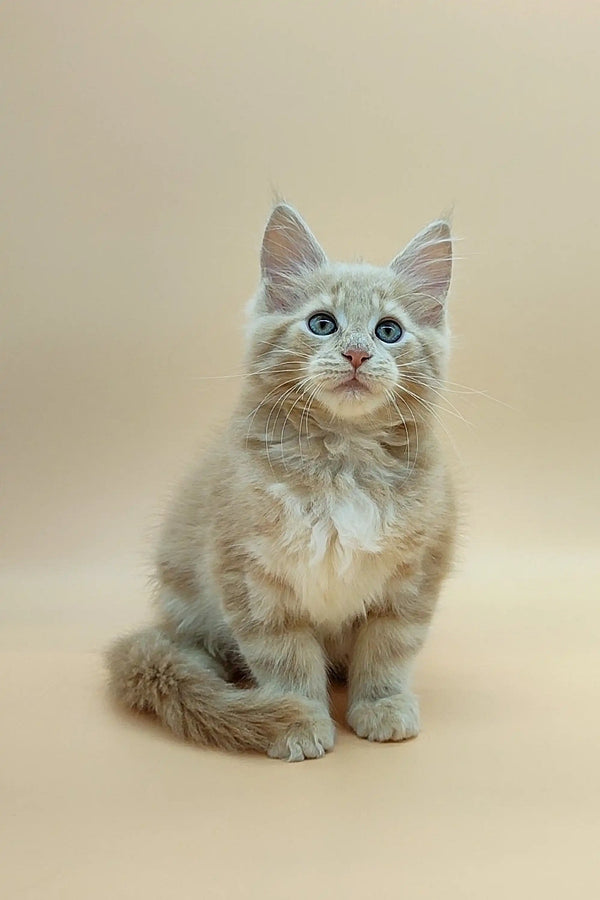 Fluffy gray and white Maine Coon kitten with bright blue eyes sitting upright