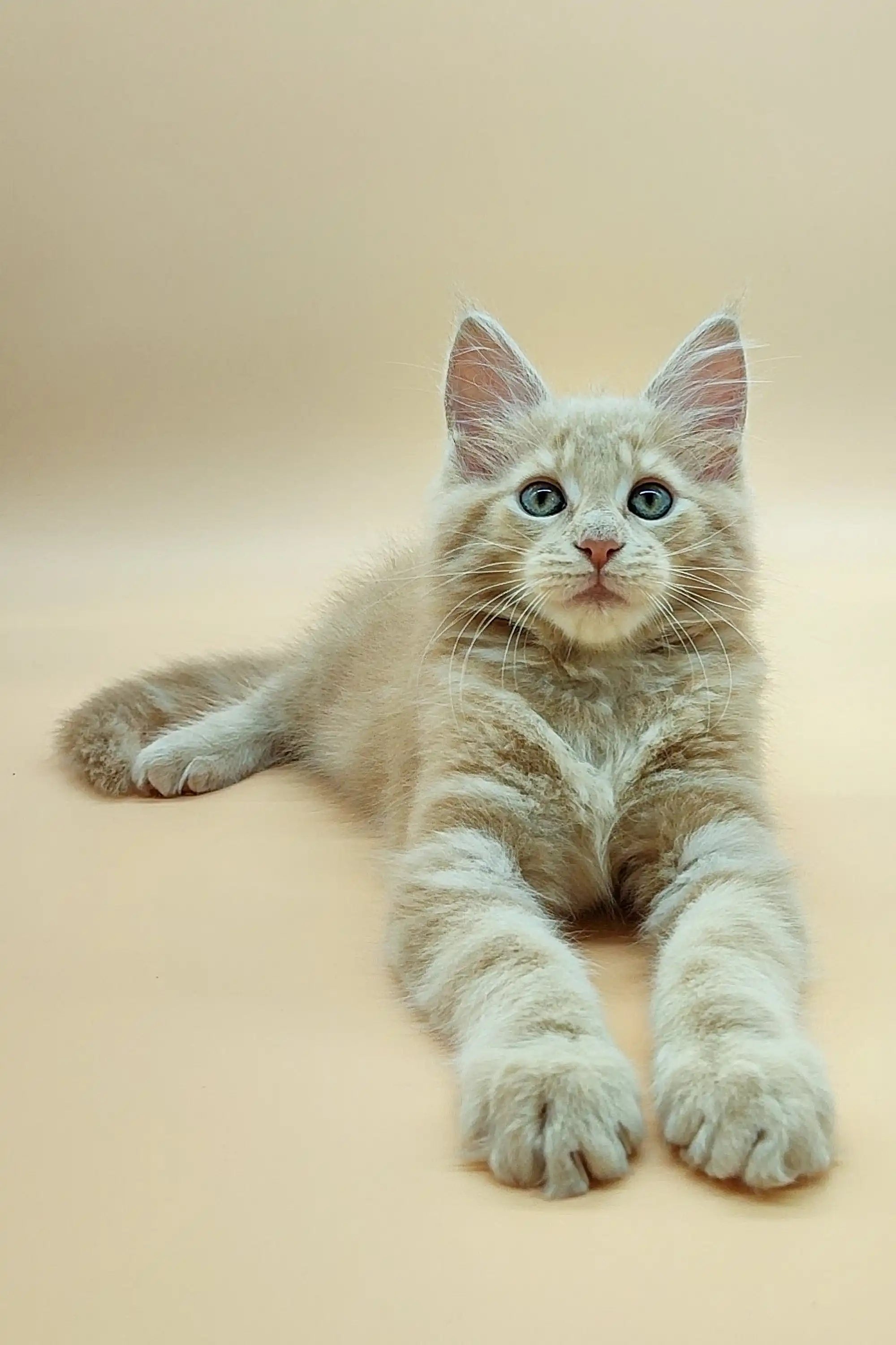 Maine Coon Kittens for Sale Urman | Kitten