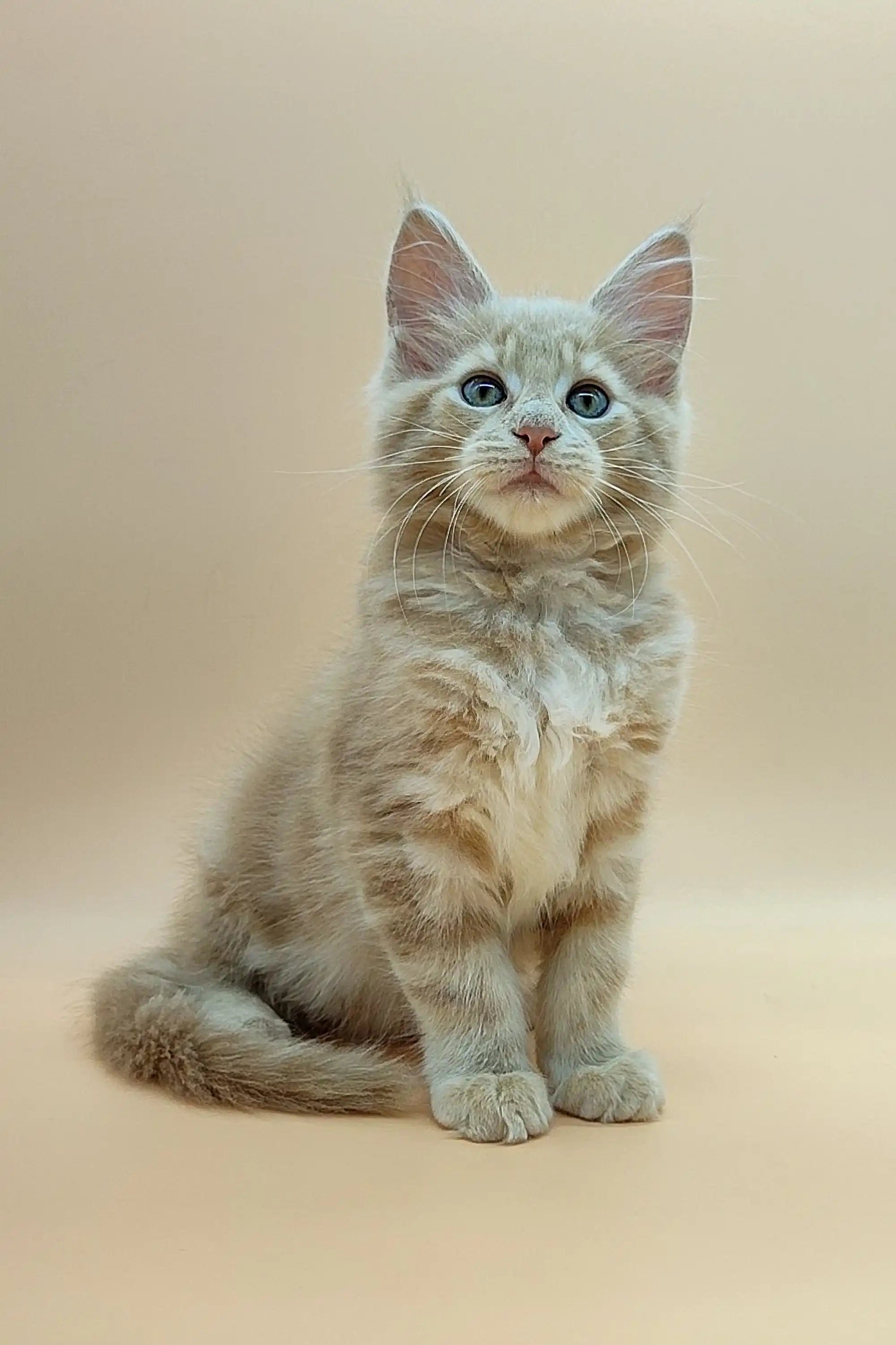 Maine Coon Kittens for Sale Urman | Kitten