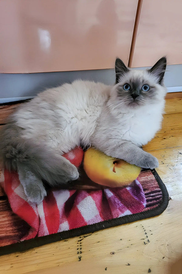 Siamese cat chillin on a colorful mat with fruit, perfect for Urmass Oraland Siberian