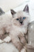 Fluffy white kitten with blue eyes from Urmass Oraland Siberian collection