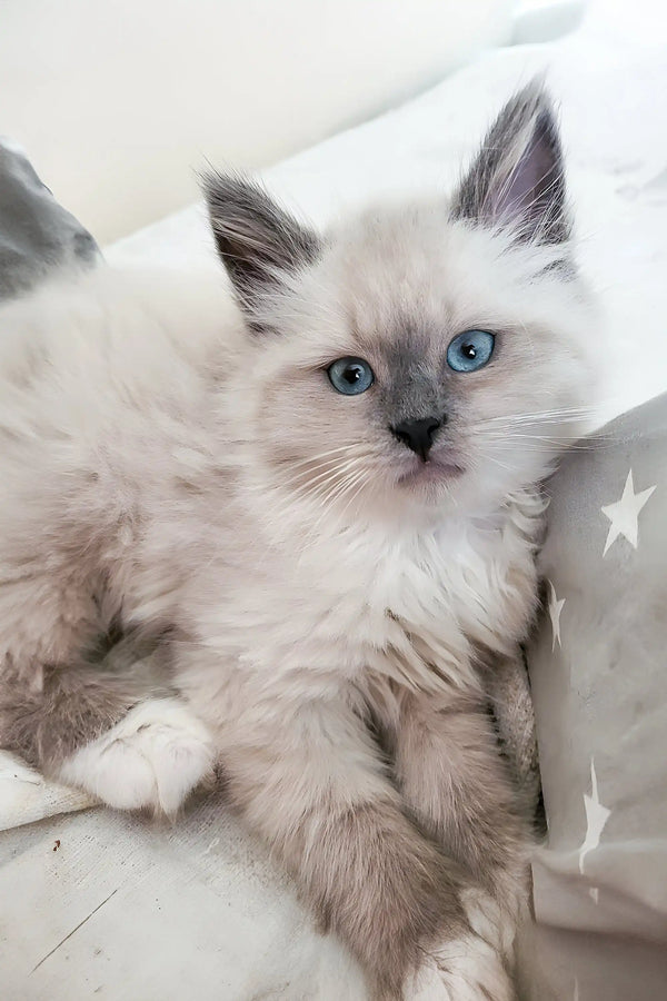 Fluffy white kitten with blue eyes from Urmass Oraland Siberian collection