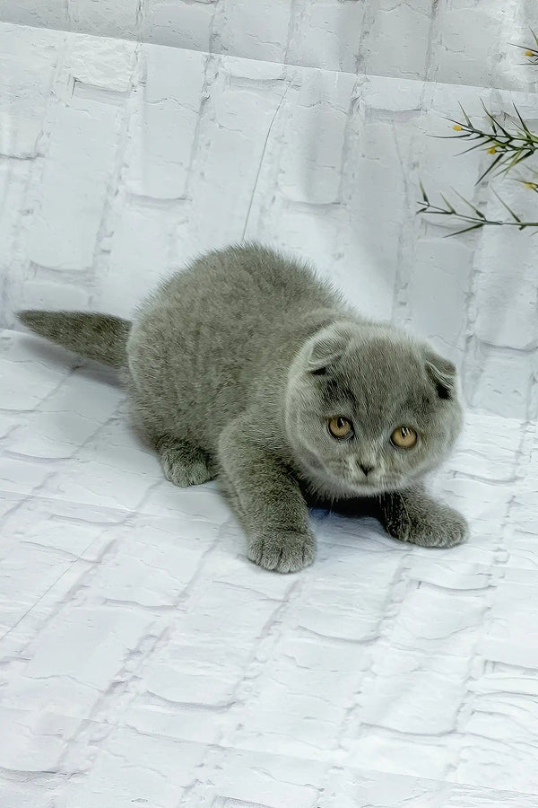 Urnan | scottish fold kitten