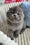 Urnan | Scottish Fold Kitten
