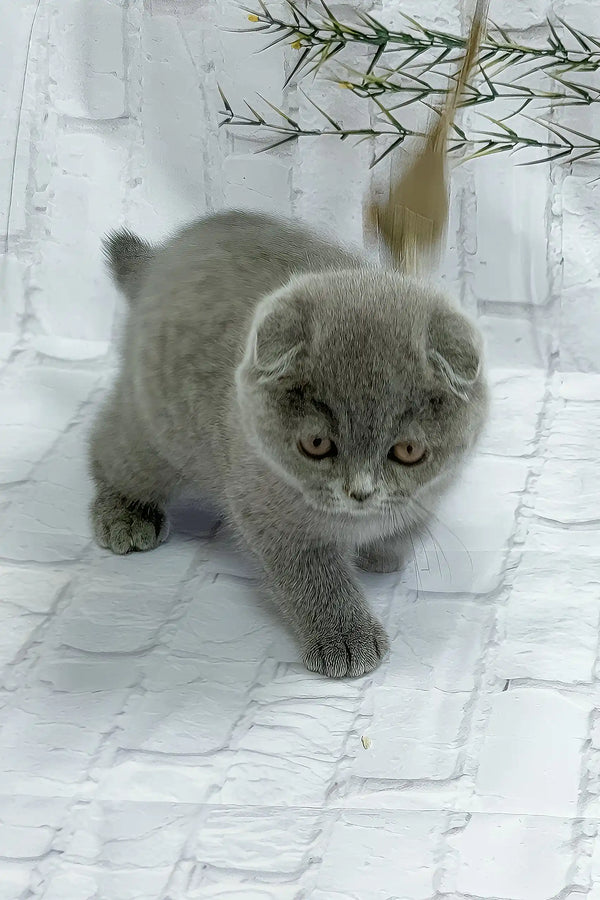 Urnan | scottish fold kitten