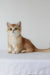 Ursalia | british shorthair kitten