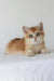Ursalia | british shorthair kitten